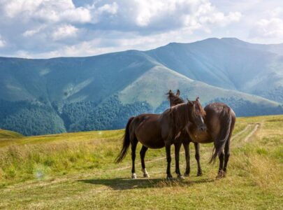Horseback Riding in Blue Ridge Mountains